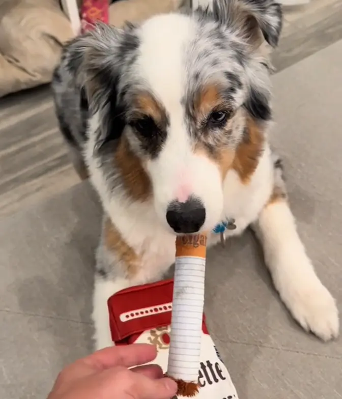 ChewCigarette | Strong & Hilarious Dog Toy – Built for Tough Chewers TARHUS *ChewCigarette Hondenspeeltje - Sigaret Vorm | Sterk & Duurzaam - €20