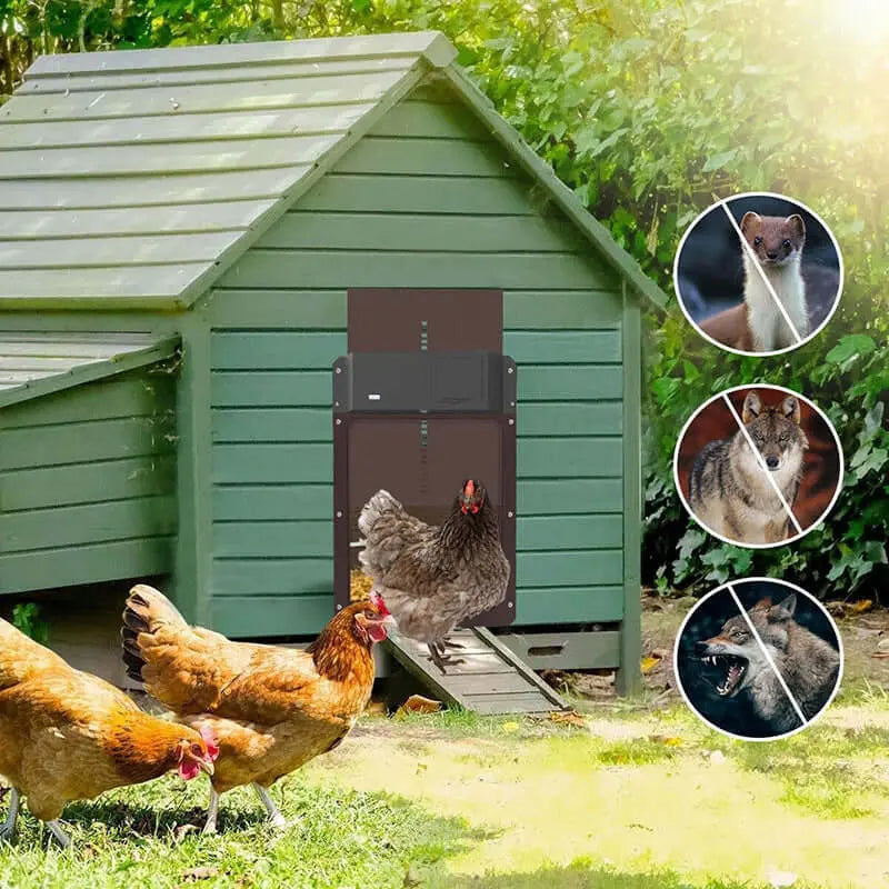CluckGuard - Chicken Coop Automatic Door Tarhus