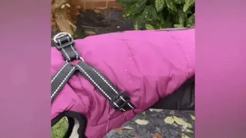 Pawver | Waterproof Dog Jacket – Warm, Fleece-Lined & Adjustable Winter Protection TARHUS