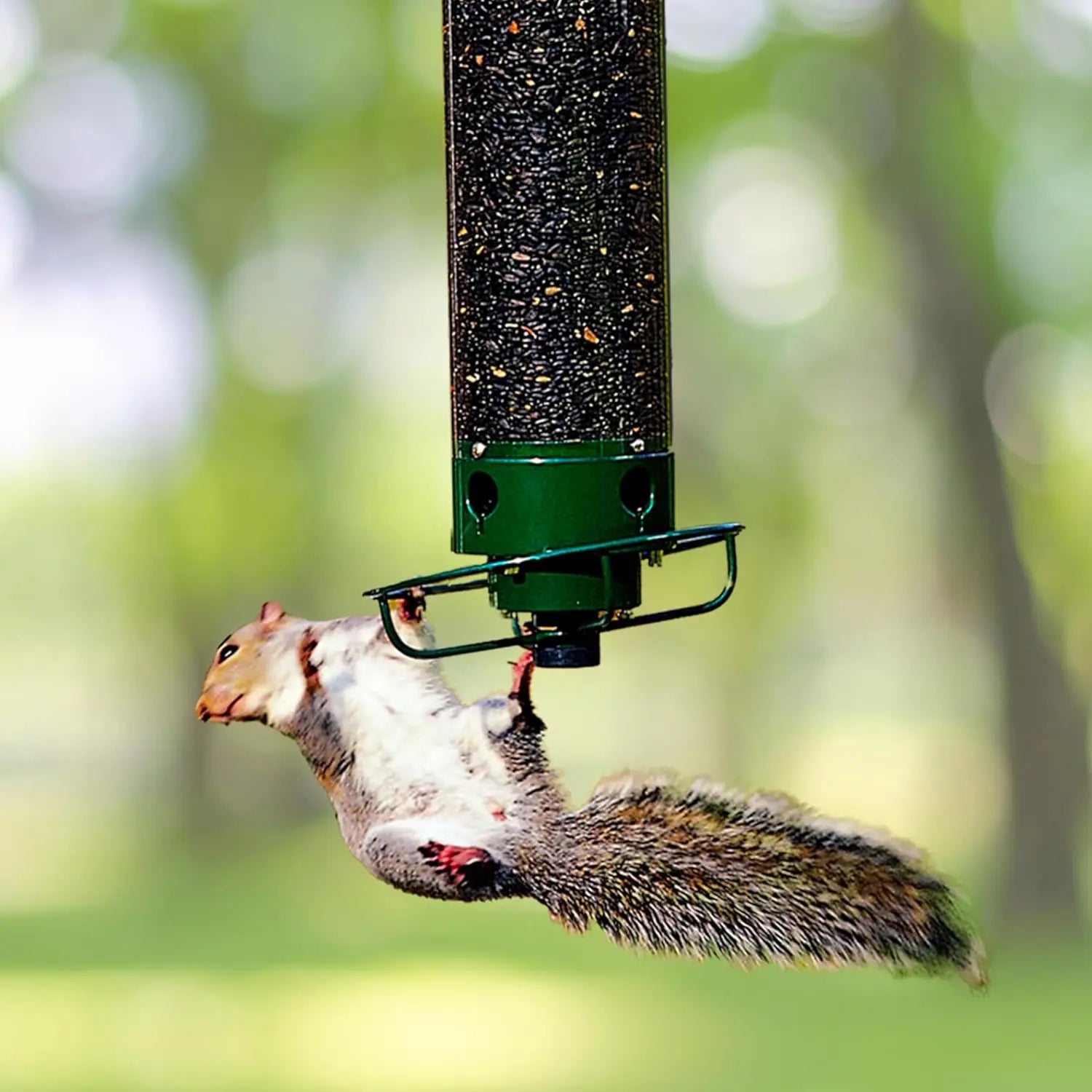 Squirrel-Proof Bird Feeder – Weather-Resistant Hanging Feeder - TARHUS