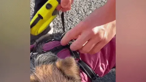 Pawver | Waterproof Dog Jacket – Warm, Fleece-Lined & Adjustable Winter Protection TARHUS