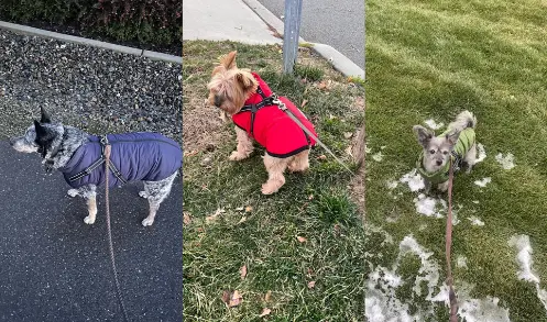 Pawver | Waterproof Dog Jacket – Warm, Fleece-Lined & Adjustable Winter Protection TARHUS